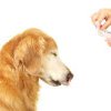 Cum să identifici deficiențele nutritive la câini și să le corectezi cu suplimente nutritive și vitamine