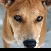 BAIA MARE – Se încurajează adopția câinilor fără stăpân