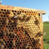 Fonduri europene fraudate cu… albine. Peste 20 de persoane trimise în judecată