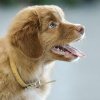 10 rase de câini mai puțin cunoscute dar extrem de prietenoase