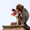 Maimuțele dintr-un oraș thailandez sunt agresive cu turiștii și localnicii