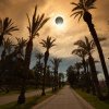 Eclipsa de Soare din 8 aprilie 2024 - De ce animalele se comportă ciudat în timpul unui astfel de fenomen astronomic