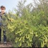 Ambrozia, o plantă care provoacă alergii severe. Proprietarii de terenuri infestate, din Bacău, au obligația de a distruge buruiana