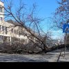 Un copac prăbușit din cauza vântului a oprit circulația în zona Vadu Bistriței