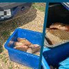 Peste 70 kg de pește au fost confiscate de jandarmii dâmbovițeni, în localitatea Braniștea