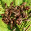 „Cicaghedon”. Oamenii sunt terorizați de cicade într-un stat din SUA. Speriați din cauza zgomotului, unii au sunat chiar și la poliție