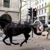 Imagini virale cu doi cai de cavalerie alergând fără control în centrul Londrei. Pentru prinderea lor a intervenit armata