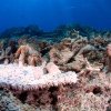 Încălzirea record a oceanelor duce la posibil cel mai grav fenomen de albire a coralilor din lume