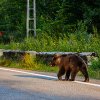O turistă a fost atacată de un urs în apropiere de barajul Vidraru. A fost emis mesaj RO-Alert