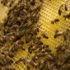 Percheziții în Satu Mare după ce Poliția a primit sesizări că 350 de familii de albine ar fi murit din cauza pesticidelor
