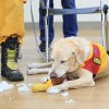 Roger, un câine mult prea jucăuș care a picat examenul la academia de Poliție, a ajuns vedetă la misiunile de salvare din Taiwan