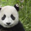 SUA și China vor coopera pentru protejarea urșilor panda