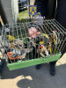 Un ilfovean ținea în casă, ilegal, 17 păsări din specii protejate de lege. Polițiștii le-au găsit și le-au eliberat în natură