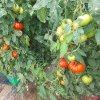 Ajutorul de stat pentru compensarea parțială a pierderilor la cultura de tomate se acordă fără înscrierea în SIMM