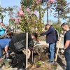 70 de arbori decorativi au fost plantați pe teritoriul Scuarului Colina Pușkin: Printre specii, 20 de cireși japonezi