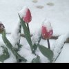 (foto) Iarna s-a întors în România: A nins puternic în mai multe zone ale țării, iar meteorologii anunță că precipitațiile se extind