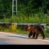 O turistă a fost atacată de un urs în apropiere de un baraj din România: Populația din zonă, avertizată asupra pericolului