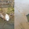 Peşti morți în lacurile „La Izvor” şi „Valea Morilor” din capitală: Ce spun autoritățile