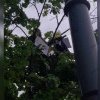 (video) S-a urcat într-un copac de lângă Parlament cu o sticlă de benzină: Un bărbat amenință că își va da foc