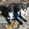 Campanie de sterilizare GRATUITĂ a câinilor la Cugir, în zilele de 10 și 11 mai 2024