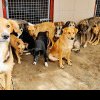 Cugirul a aprobat concesionarea prin licitaţie publică a Serviciului pentru gestionarea câinilor fără stăpân