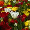 1,8 milioane de români își vor sărbători onomastica de Florii