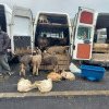 Craiova: Punct de sacrificare a mieilor în Piaţa Chiriac