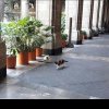 Pisici îngrijite pe viață la Palatul Național din Mexic, după ce au căpătat un statut special