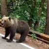 Turistă atacată de urs în apropiere de barajul Vidraru