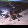 (VIDEO) Câini agresivi sfâșie mașina pentru a ajunge la o pisică. Daune de 3.000 de dolari