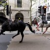 (VIDEO) Doi cai fugiți prin centrul Londrei, în „stare gravă”