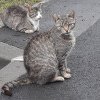 Dezumanizare și insensibilitate față de suferința animalelor: Două pisici au fost otrăvite, în cartierul albaiulian „Tolstoi”