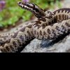 Informații importante: Echipa Salvamont Maramureș ne spune cum să ne protejăm de întâlnirile cu șerpii în munți
