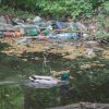 O rață sălbatică înotând printre gunoaie, o imagine care reflectă situația Parcului Orășenesc Găești!