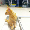 Povestea pisicii obsedate de metrou. Verifică pasagerii la porți