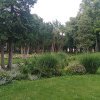 Parcul Central din Piatra-Neamţ va deveni o pădure urbană