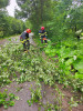 Suceava: Circulaţia pe DN 17, în localitatea Iacobeni, afectată de copacii rupţi de vânt