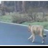 Biciclist urmărit de un lup, pe șoseaua care coboară din Poiana Brașov
