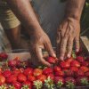 Căpșune din Grecia retrase de pe piață de inspectorii sanitari veterinari români, din cauză că au fost depistate cu un pesticid neaprobat