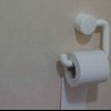 Șobolan ascuns în hârtie igienică, într-o toaletă a Spitalului Județean de Urgență din Iași