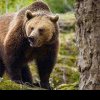 Turiști atacați de un urs pe Transfăgărășan
