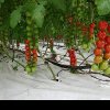 GRANT de 1.500 de euro pentru cultivatorii de roșii şi usturoi în spații protejate