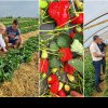 La Tărtășești, solarii de căpșuni cât vezi cu ochii, Marius și Ionuț sunt producători locali dâmbovițeni