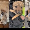 Sute de câini, gata de adopție la Cluj. Îi puteți lua acasă de Ziua Internațională a Animalelor Fără Stăpân