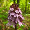 FOTO – MINUNAT: Orhidee sălbatice, descoperite, în premieră, în Pădurea Codrișor, de fotograful amator Gavrilă Albert!