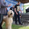 FOTO/VIDEO: Peste 1330 de câini din zece țări europene se întrec la Heidenfeld! Ce merită să admirați la Bistritzer Burg Dog Show 2024
