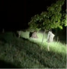 VIDEO Ursul care se plimba aseară pe Libertății, alungat de jandarmi cu semnale acustice și luminoase