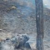 Peste 65 de hectare de vegetație uscată, afectate de incendiile provocate intenționat
