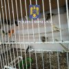 17 păsări din specii protejate de lege, descoperite într-o casă din Ilfov; un bărbat s-a ales cu dosar penal