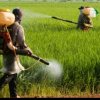 Alertă în Statele Unite! Pesticid periculos ascuns printre condimentele venite din India